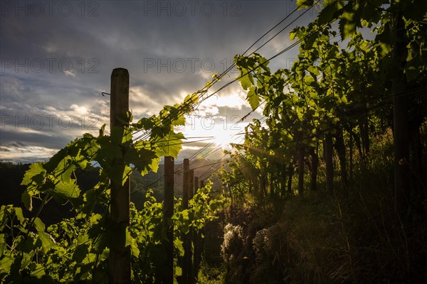 Vines