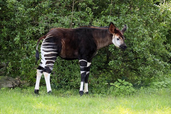 Okapi