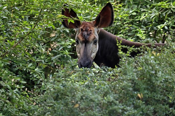 Okapi