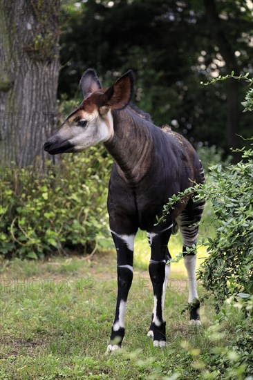 Okapi