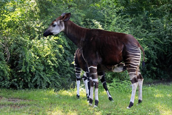 Okapi
