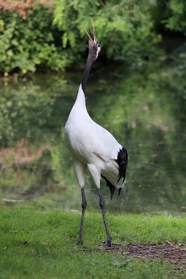 Red-crowned crane
