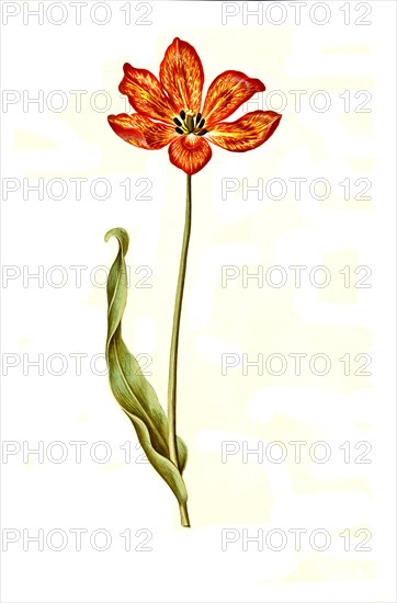 Garden tulip