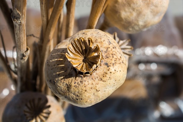Single Dried poppy head seen in view