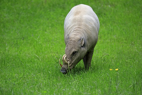 North sulawesi babirusa