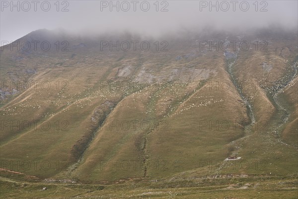Many sheep grazing on a high mountain slope