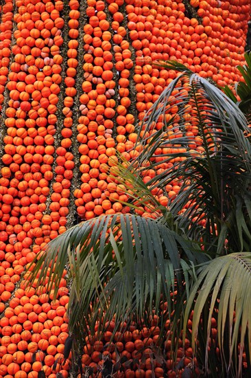 Oranges