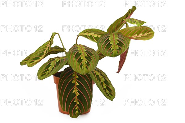 Full exotic 'Maranta Leuconeura Fascinator' plant on white background
