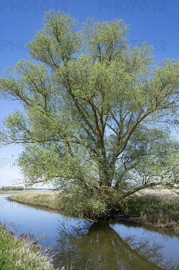 Willow