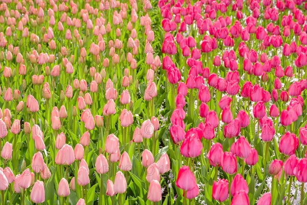 Tulip field with many pink tulips in bloom