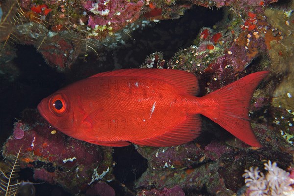Common bigeye