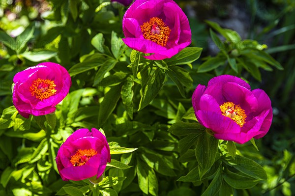 Single flowering peony