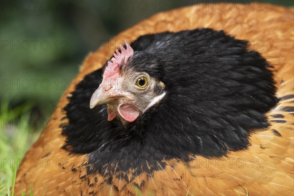 Domestic chicken