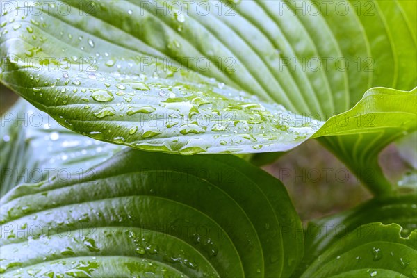 Large green leaves with drops of rain or dew. Beautiful