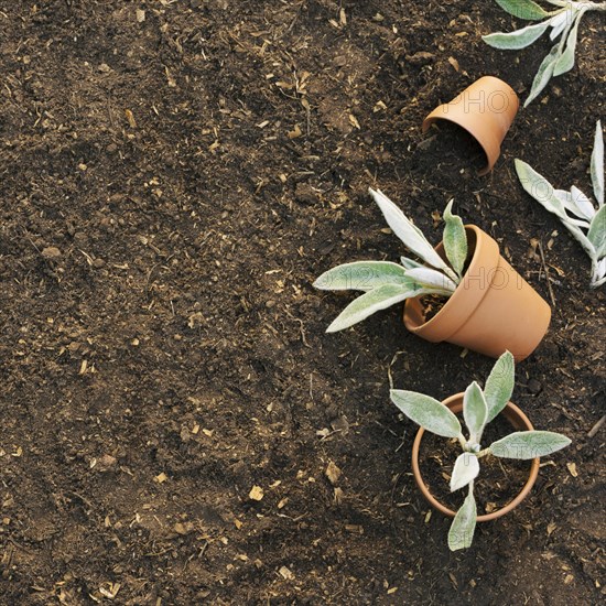 Flowerpots with plants ground
