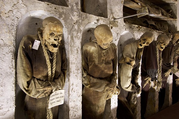 Row of standing mummies