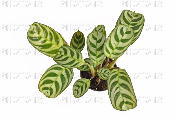 Top view of tropical 'Ctenanthe Burle Marxii house plant with exotic stripe pattern on leaves in flower pot isolated on white background