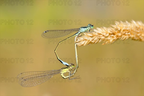 Blue-tailed damselflies