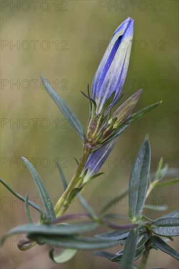 Marsh gentian