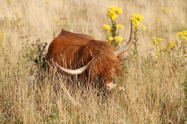 Galloway Highland cattle on pasture