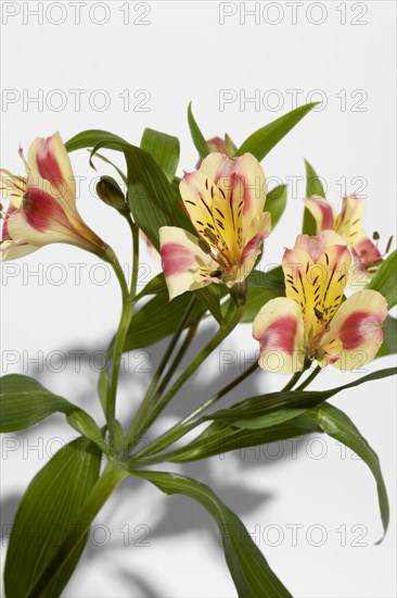 Blossom flower top view