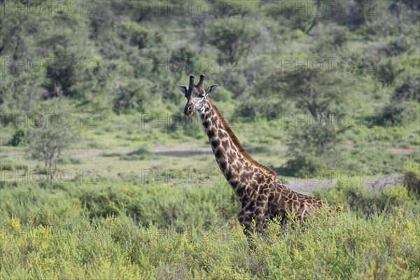 Masai giraffe