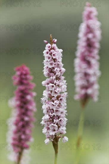 Meadow bistort