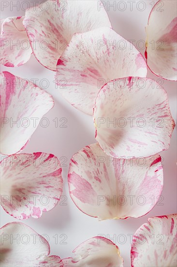 Top view rose petals background