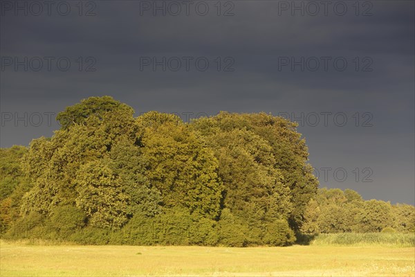 Evening mood in the floodplain forest