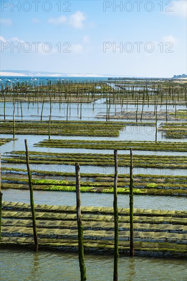 Oyster beds at low tide in the Arcachon basin