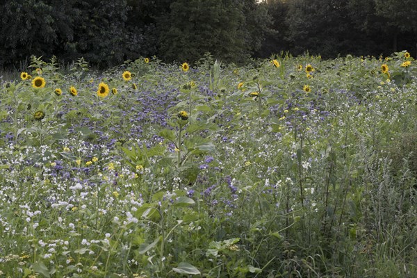 Flowering meadow with sunflowers