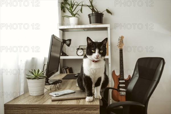 Front view cat walking desk indoors