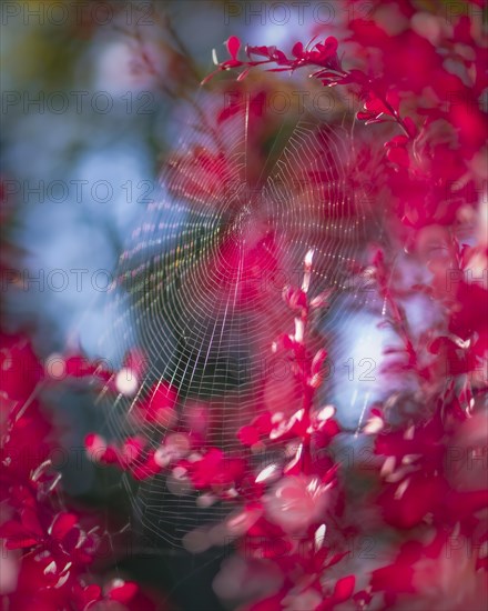 Barberry