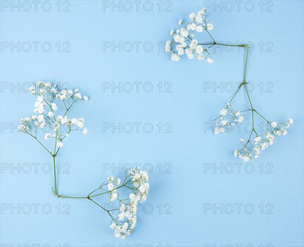 Small white gypsophila blue background
