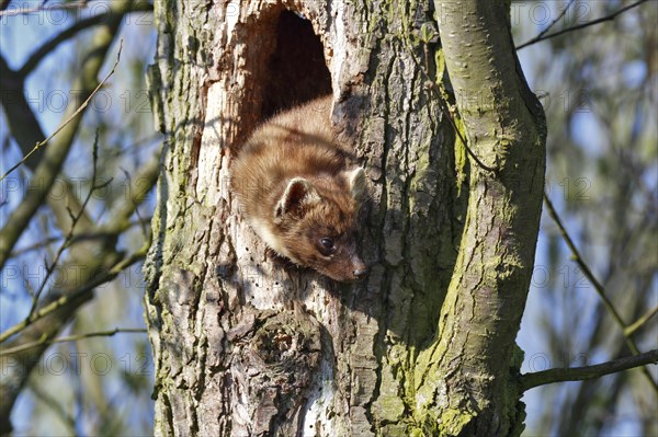 Pine marten