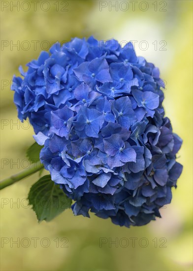 Hortensia