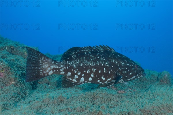 Dusky grouper
