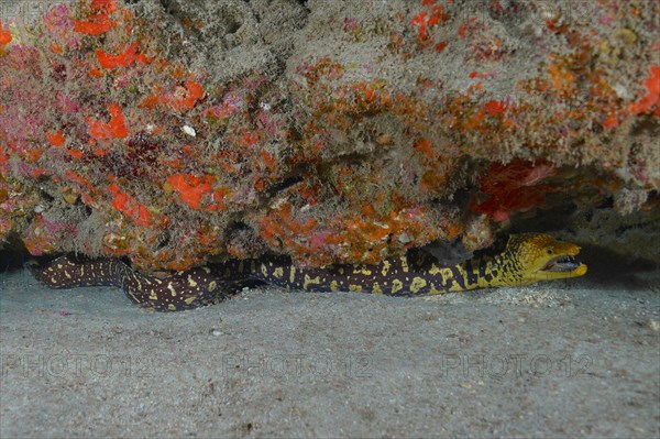 Fangtooth moray