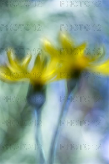 Yellow flowers