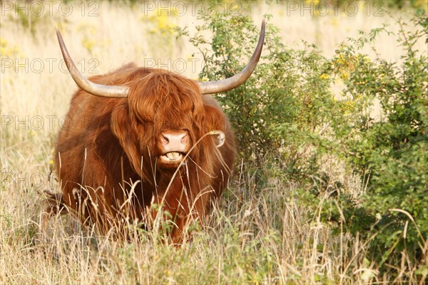 Galloway Highland cattle on pasture