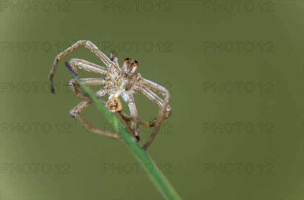 Exoskeleton