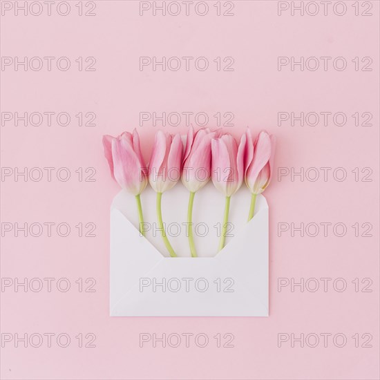 Tulip flowers envelope table