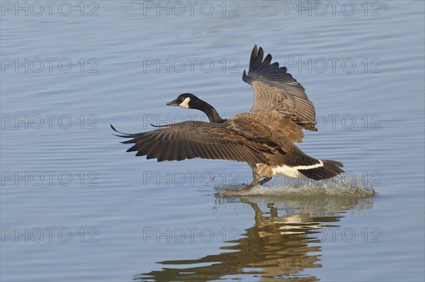 Canada goose