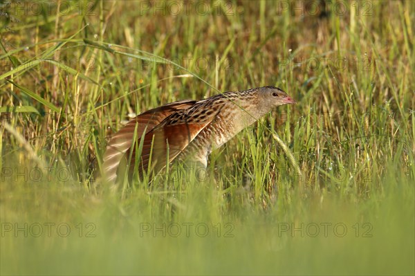 Corn crake