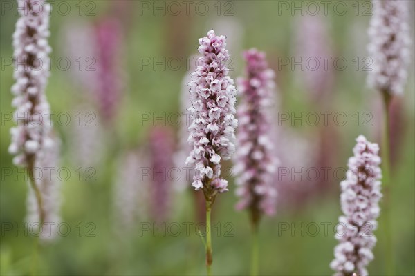 Meadow bistort