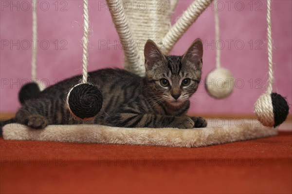 Young domestic cat