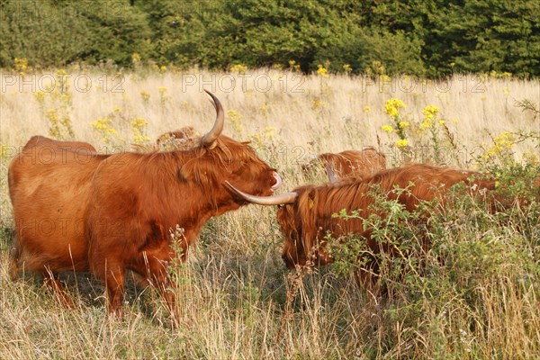 Galloway Highland cattle on pasture