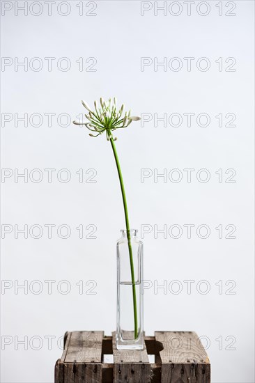Blooming white decorative lily in vase against a white background
