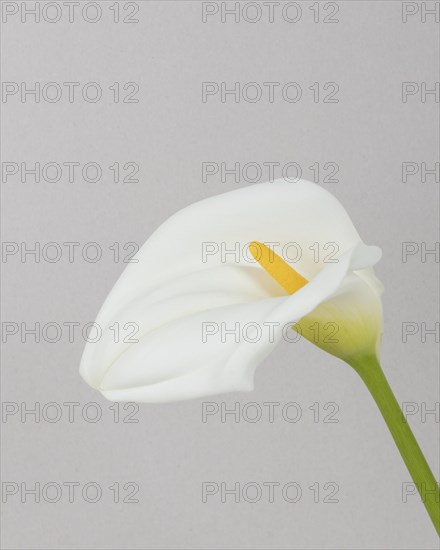 Close up blooming flower
