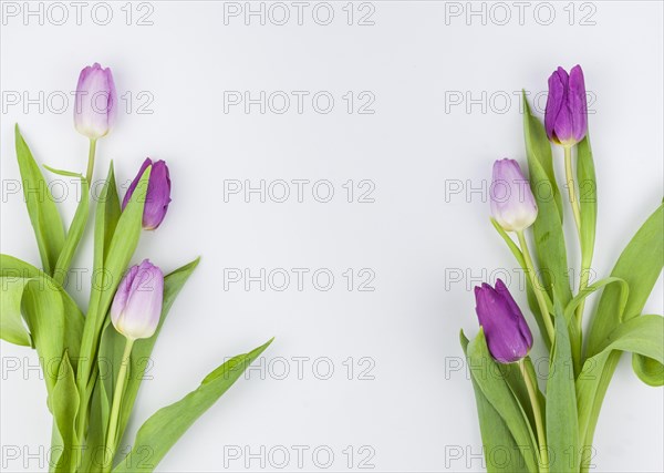 Spring tulip flowers isolated white background
